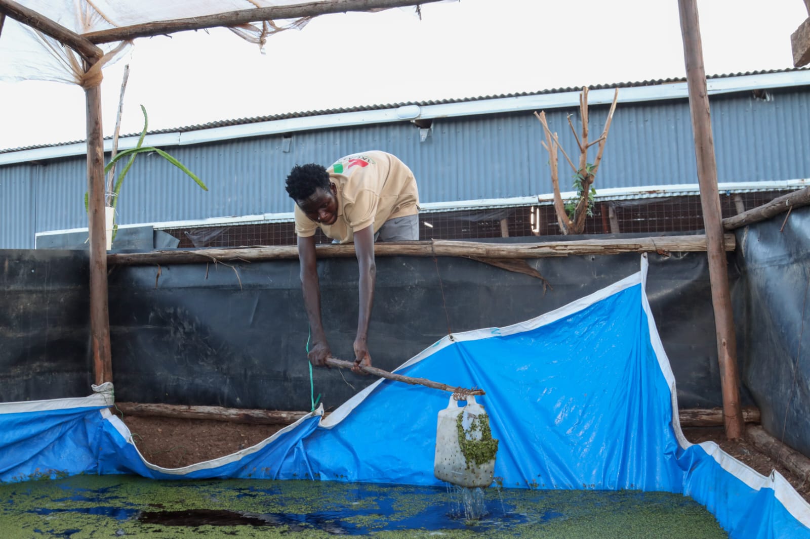 Azolla and Duckweed Production