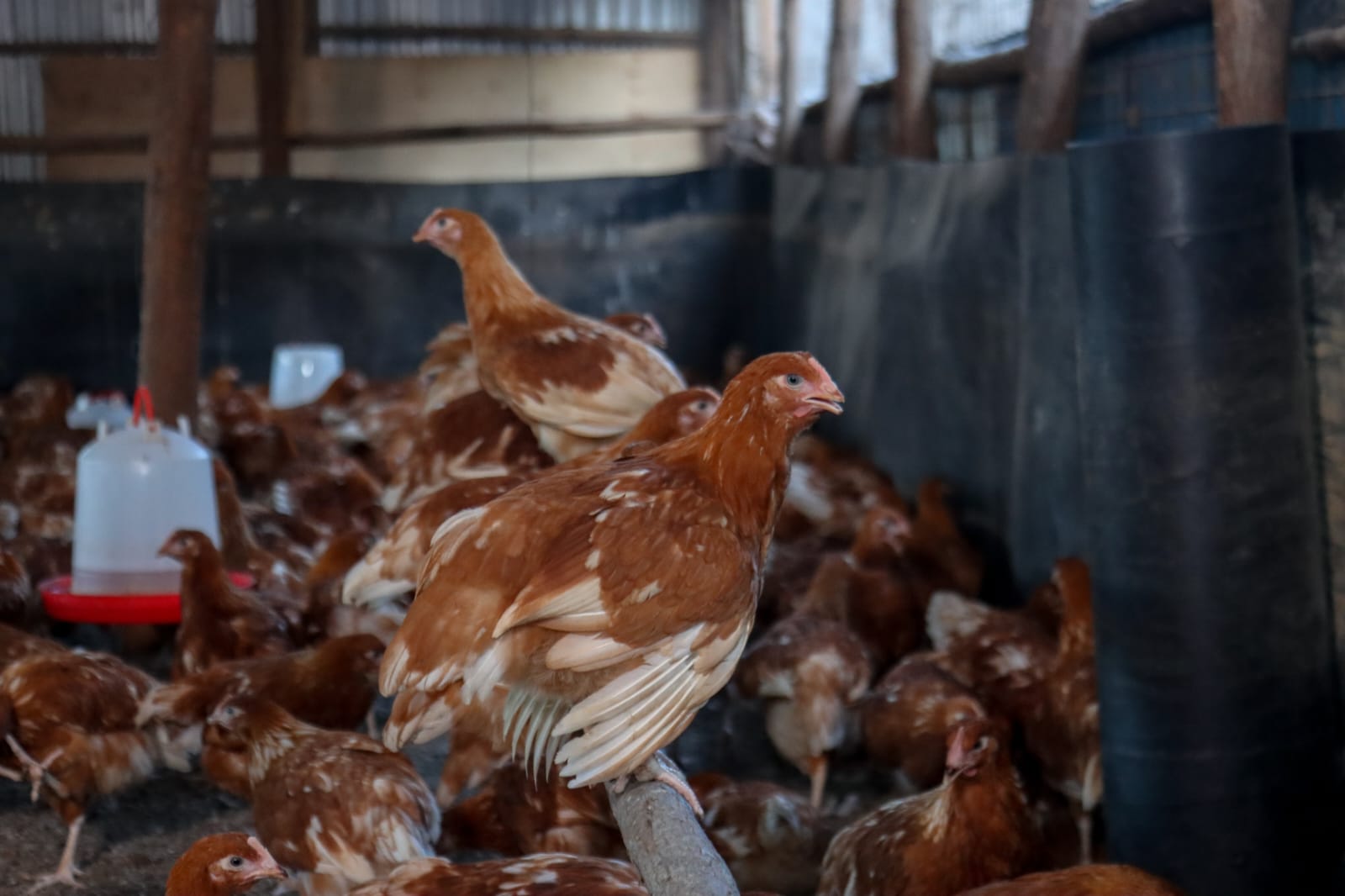 Healthy broilers