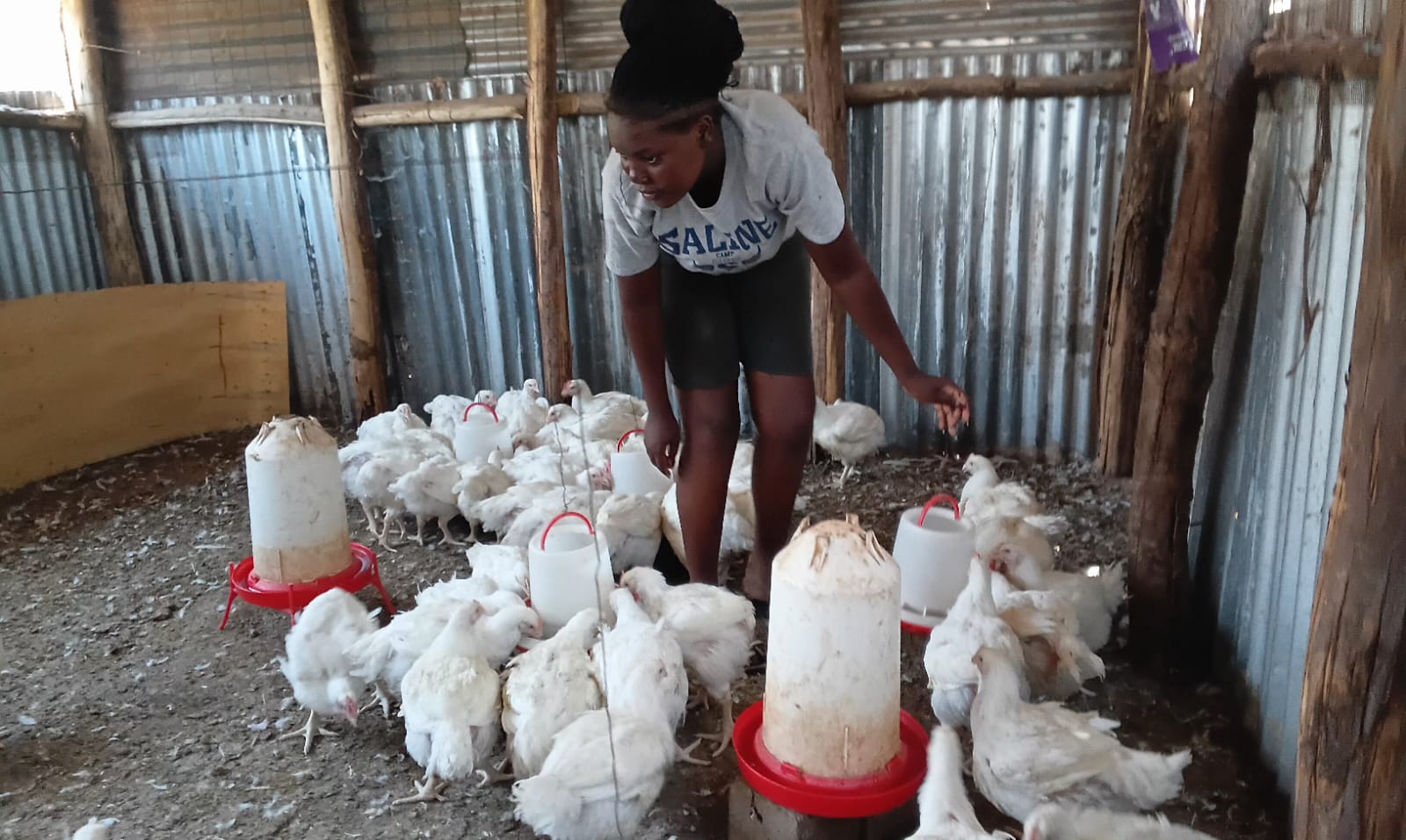 Broiler Chicken