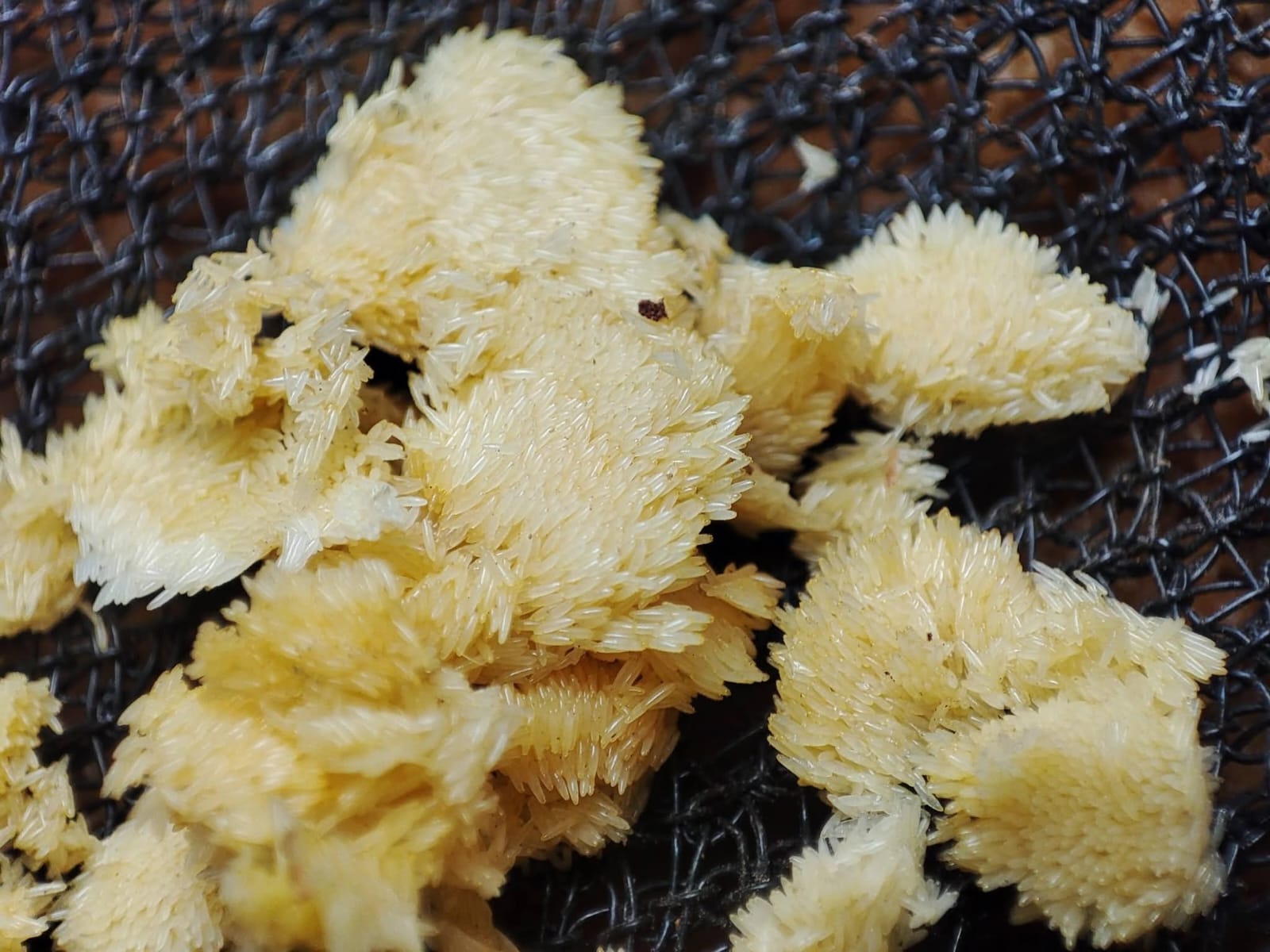 2. Egg laying