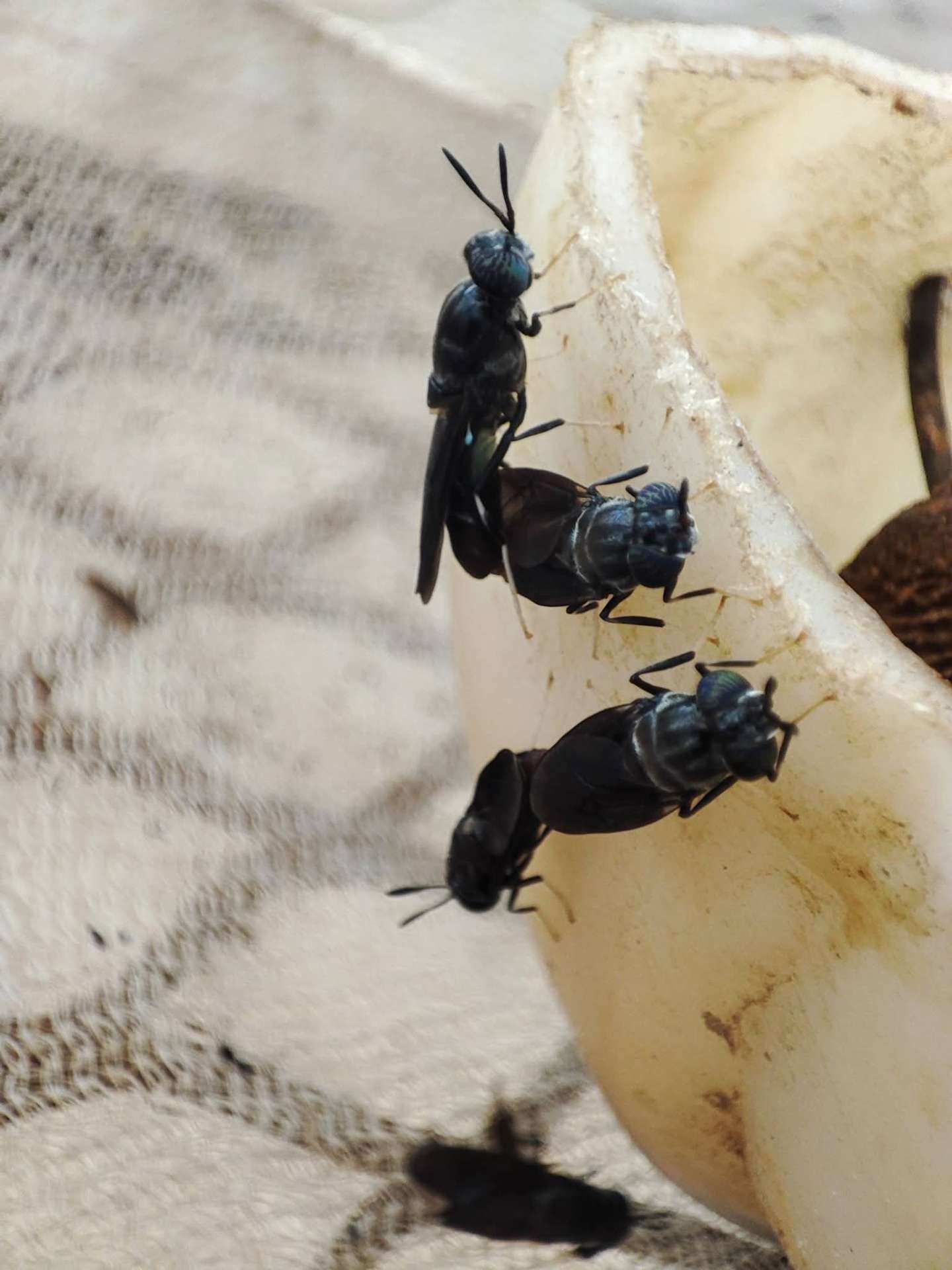 1. Breeding flies