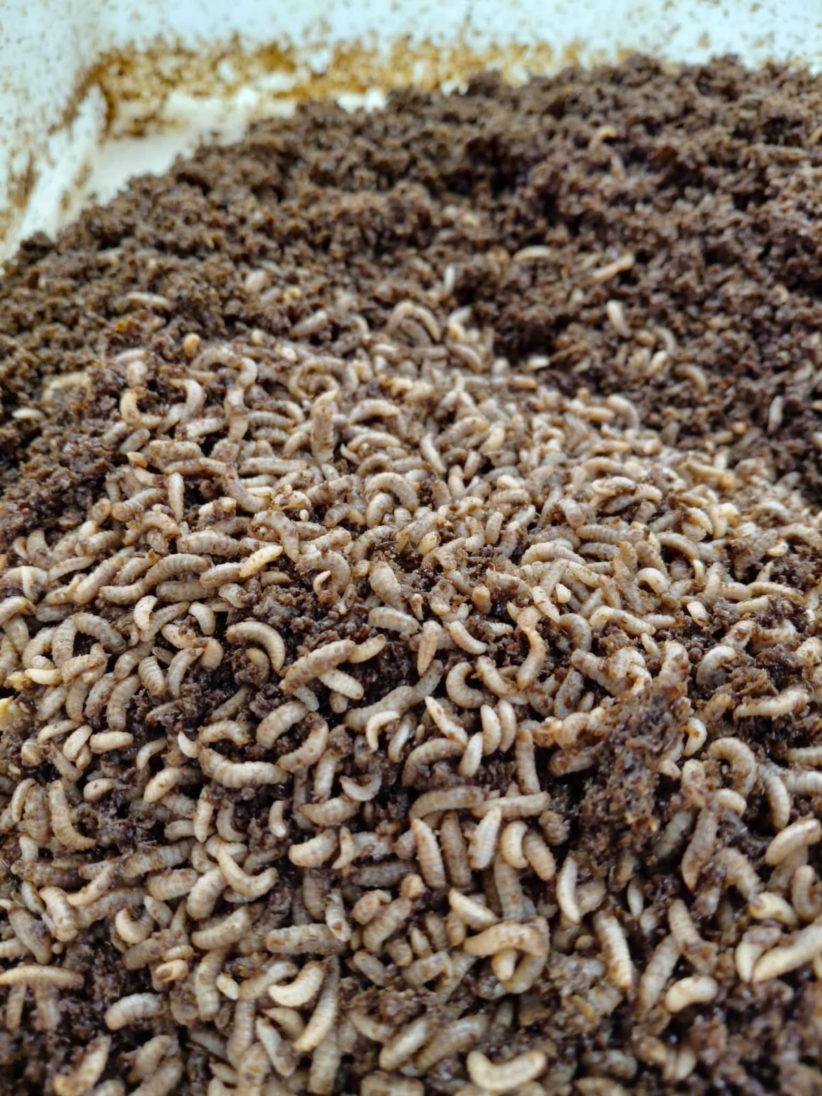 3. Larvae harvest