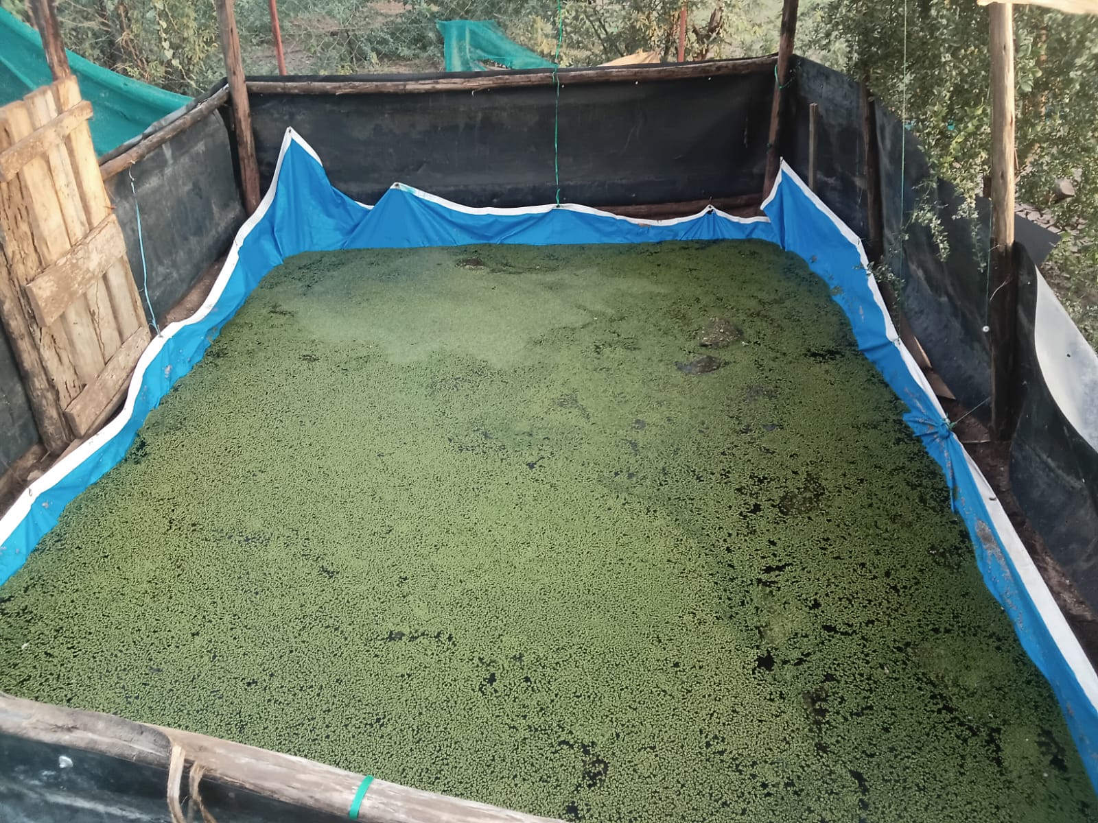 Duckweed pond in production