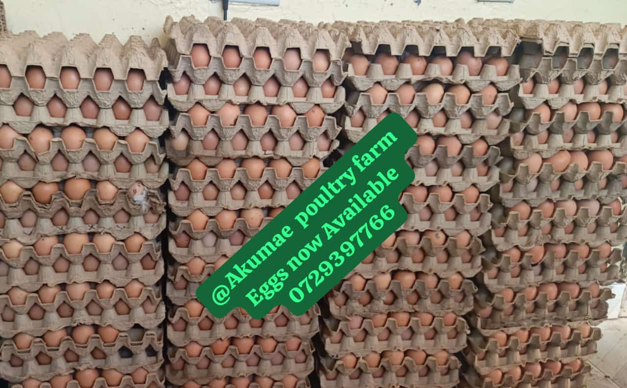 Fresh eggs