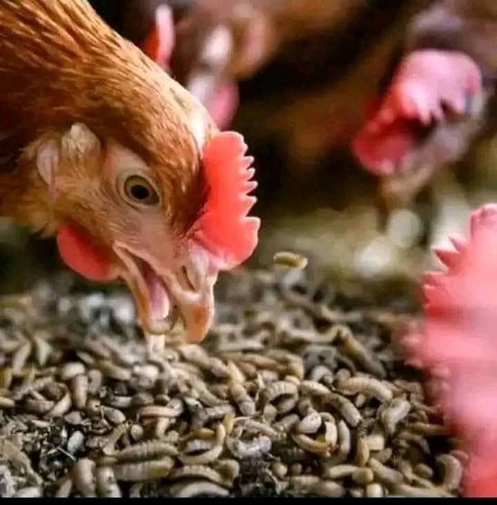 Quality poultry feeds