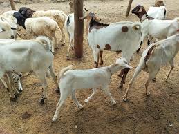 Goat and Sheep Fattening