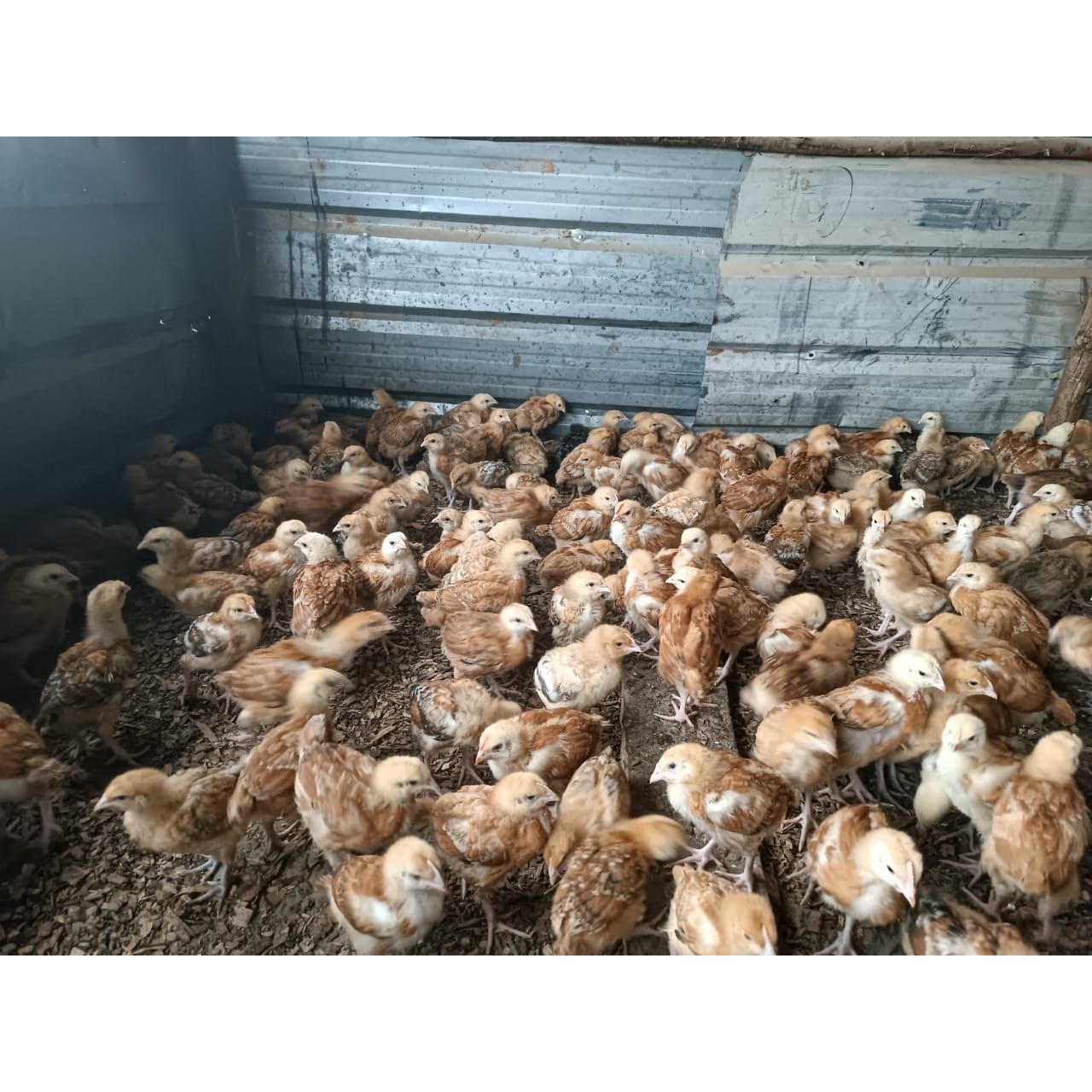 Day-old chicks rearing