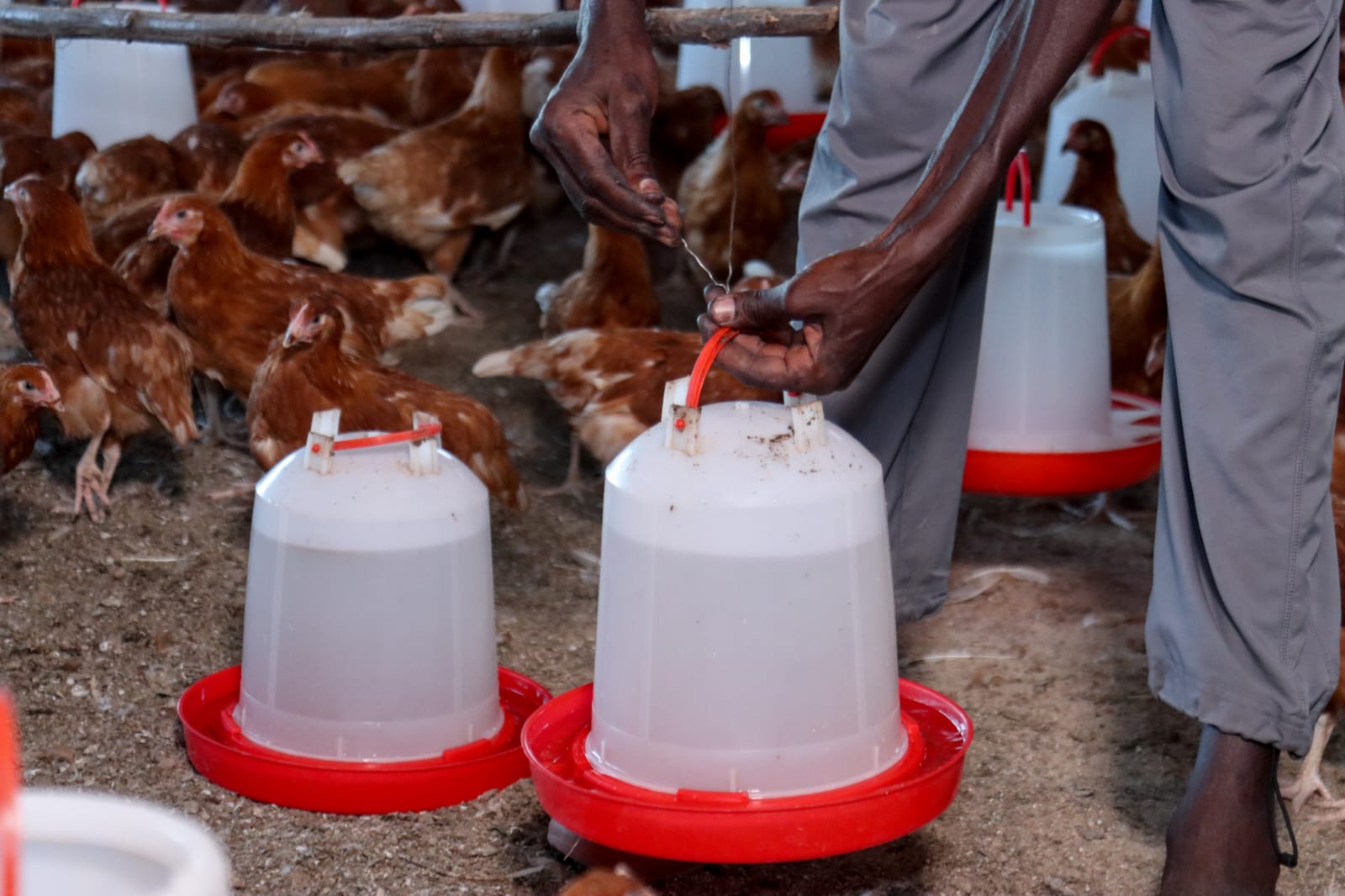 Clean feeders & waterers